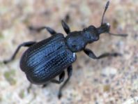 Deporaus betulae, Schwarzer Birkenblattroller