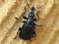 Deporaus betulae, Schwarzer Birkenblattroller