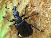Deporaus betulae, Schwarzer Birkenblattroller