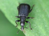 Deporaus betulae, Schwarzer Birkenblattroller