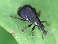 Deporaus betulae, Schwarzer Birkenblattroller