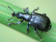 Deporaus betulae, Schwarzer Birkenblattroller