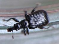 Deporaus betulae, Schwarzer Birkenblattroller