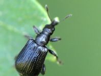 Deporaus betulae, Schwarzer Birkenblattroller