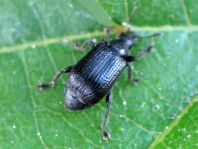 Deporaus betulae, Schwarzer Birkenblattroller