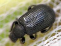 Deporaus betulae, Schwarzer Birkenblattroller