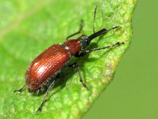 Lasiorhynchites coeruleocephalus