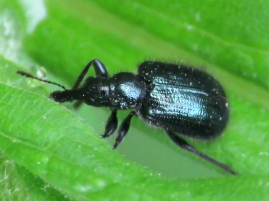 Lasiorhynchites cavifrons