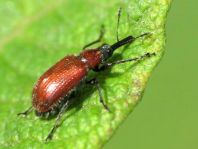 Lasiorhynchites coeruleocephalus