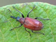 Lasiorhynchites coeruleocephalus