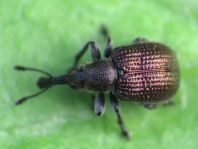 Rhynchites cupreus