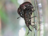 Rhynchites cupreus