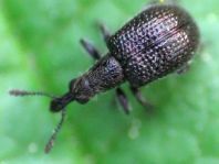 Rhynchites cupreus
