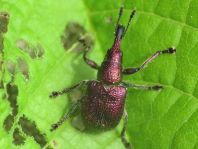 Rhynchites auratus, Kirschfruchtstecher