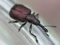 Rhynchites cupreus