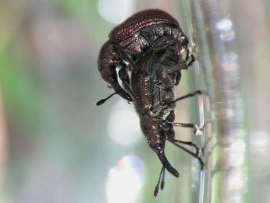 Rhynchites cupreus