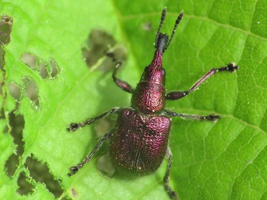Rhynchites auratus, Kirschfruchtstecher