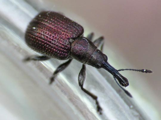 Rhynchites cupreus