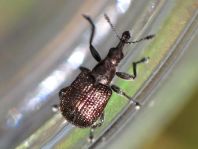 Rhynchites cupreus