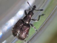 Rhynchites cupreus
