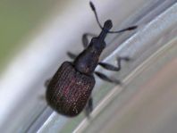 Rhynchites cupreus