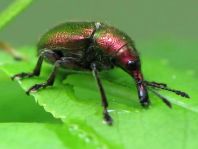 Rhynchites auratus, Kirschfruchtstecher