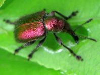 Rhynchites auratus, Kirschfruchtstecher