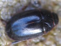 Cymbiodyta marginella