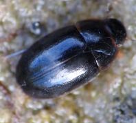 Cymbiodyta marginella