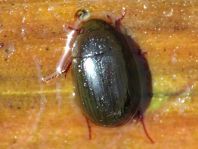 Braunfüßiger Wasserkäfer, Hydrobius fuscipes