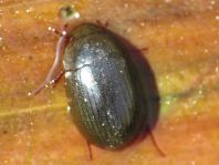 Braunfüßiger Wasserkäfer, Hydrobius fuscipes