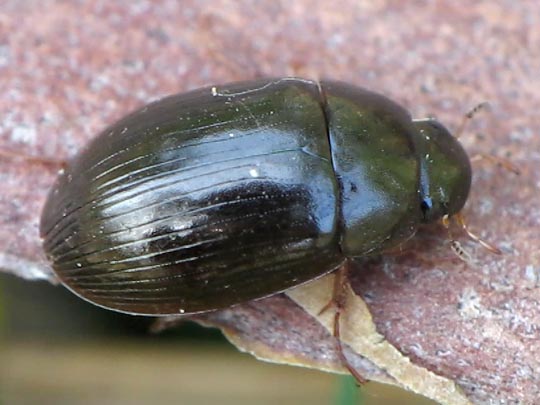 Braunfüßiger Wasserkäfer, Hydrobius fuscipes