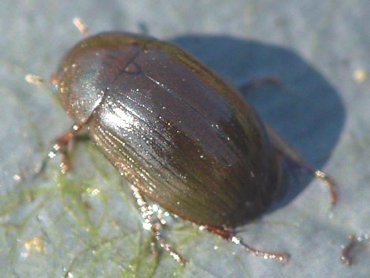 Braunfüßiger Wasserkäfer, Hydrobius fuscipes