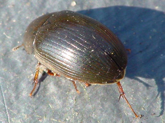 Braunfüßiger Wasserkäfer, Hydrobius fuscipes