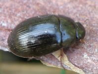 Braunfüßiger Wasserkäfer, Hydrobius fuscipes