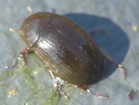 Braunfüßiger Wasserkäfer, Hydrobius fuscipes