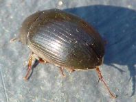 Braunfüßiger Wasserkäfer, Hydrobius fuscipes