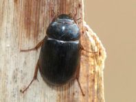 Braunfüßiger Wasserkäfer, Hydrobius fuscipes
