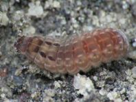 Weichkäfer, Cantharidae
