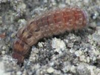 Weichkäfer, Cantharidae