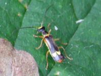 Malthinini sp.