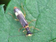 Malthinini sp.