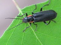 Dunkler Fliegenkäfer, Cantharis obscura