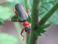 Cantharis pellucida
