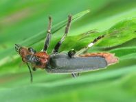 Cantharis fusca, Gemeiner Weichkäfer