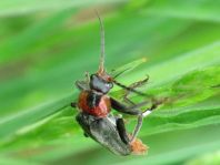 Cantharis fusca, Gemeiner Weichkäfer