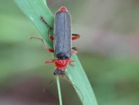 Cantharis pellucida