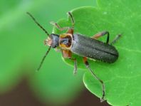 Cantharis nigricans