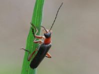 Cantharis pellucida
