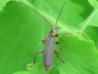Cantharis nigricans